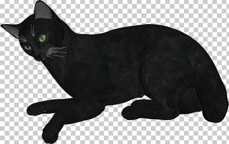 Black Cat Bombay Cat Korat Domestic Short-haired Cat Whiskers PNG, Clipart, Asian, Black, Black Cat, Bombay, Bombay Cat Free PNG Download