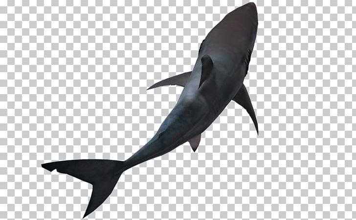 Great White Shark Lamniformes Hammerhead Shark PNG, Clipart, 3d Computer Graphics, Animals, Bull Shark, Carcharodon, Dolphin Free PNG Download