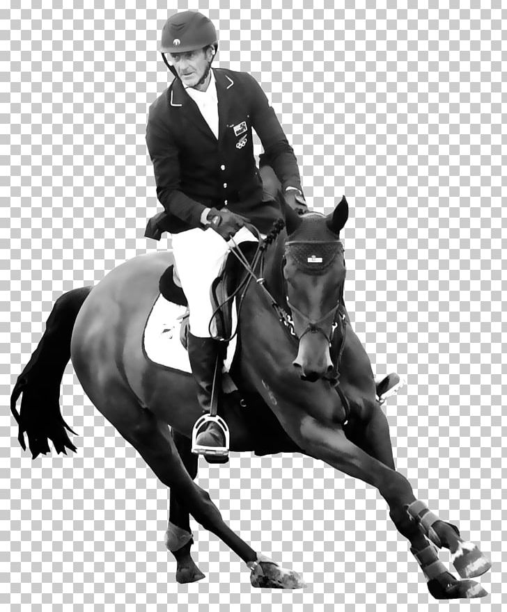 Hunt Seat Horse Stallion Rein Dressage PNG, Clipart, Animals, Animal Sports, Animal Training, Bit, Black And White Free PNG Download