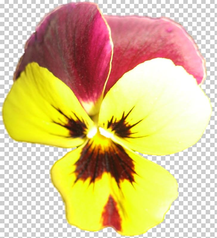 Pansy Close-up PNG, Clipart, Close Up, Closeup, Fine, Flower, Flowering Plant Free PNG Download