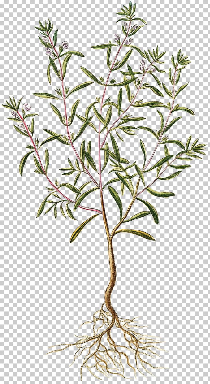 Summer Savory Winter Savory Herb Rosemary Medicinal Plants PNG, Clipart, Branch, Carminative, Culinary Arts, Essential Oil, Flora Free PNG Download