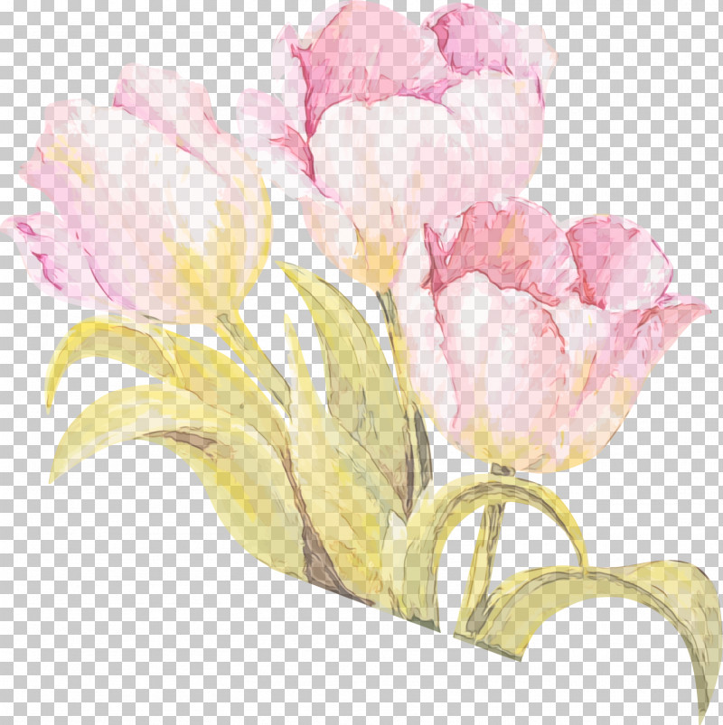 Rose PNG, Clipart, Bouquet, Cut Flowers, Flower, Lily Family, Paint Free PNG Download