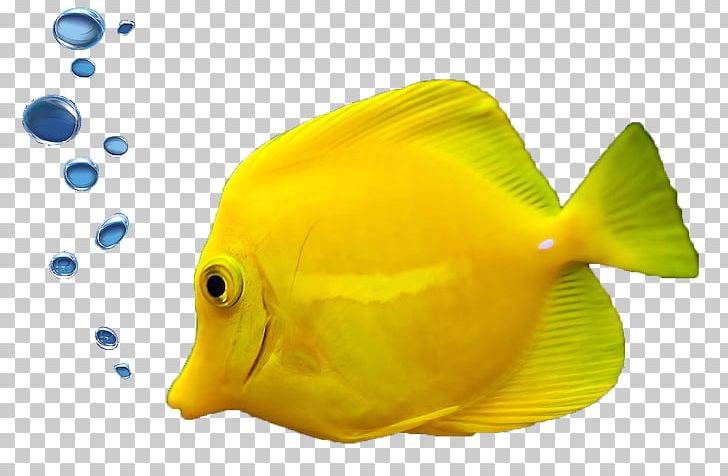 Tropical Fish Aquarium Ornamental Fish PNG, Clipart, Animals, Aquarium, Ara, Calendar, Coral Reef Fish Free PNG Download