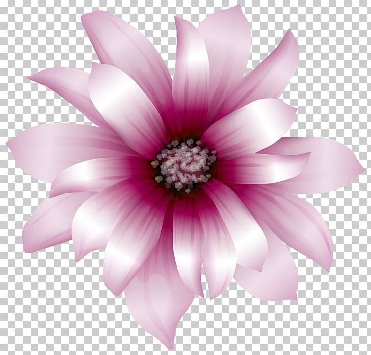 Pink Flowers PNG, Clipart, Annual Plant, Blossom, Color, Common Daisy, Cut Flowers Free PNG Download