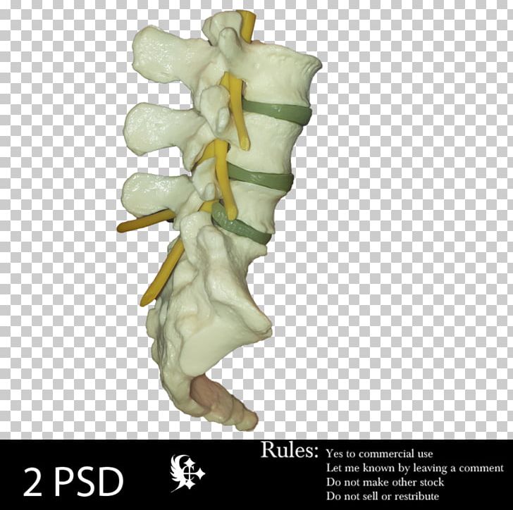 Vertebral Column Joint PNG, Clipart, Art, Artist, Deviantart, Facebook, Facebook Watch Free PNG Download