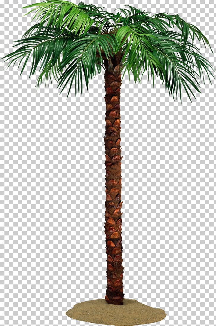 Arecaceae Tree Crown Date Palms Raffia Palm PNG, Clipart, Arecaceae, Arecales, Banyan, Borassus Flabellifer, Coconut Free PNG Download