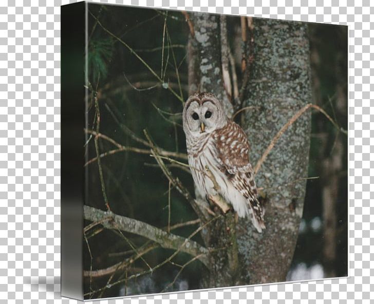 Barred Owl Gallery Wrap Hawk Canvas PNG, Clipart, Art, Barred Owl, Beak, Bird, Bird Of Prey Free PNG Download