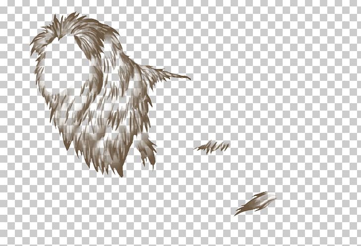 Feather Beak Tail PNG, Clipart, Animals, Beak, Feather, Grass, Grass Family Free PNG Download