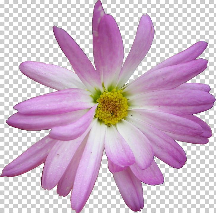 Flower Painting PNG, Clipart, Annual Plant, Aster, Chrysanths, Common Daisy, Daisy Free PNG Download