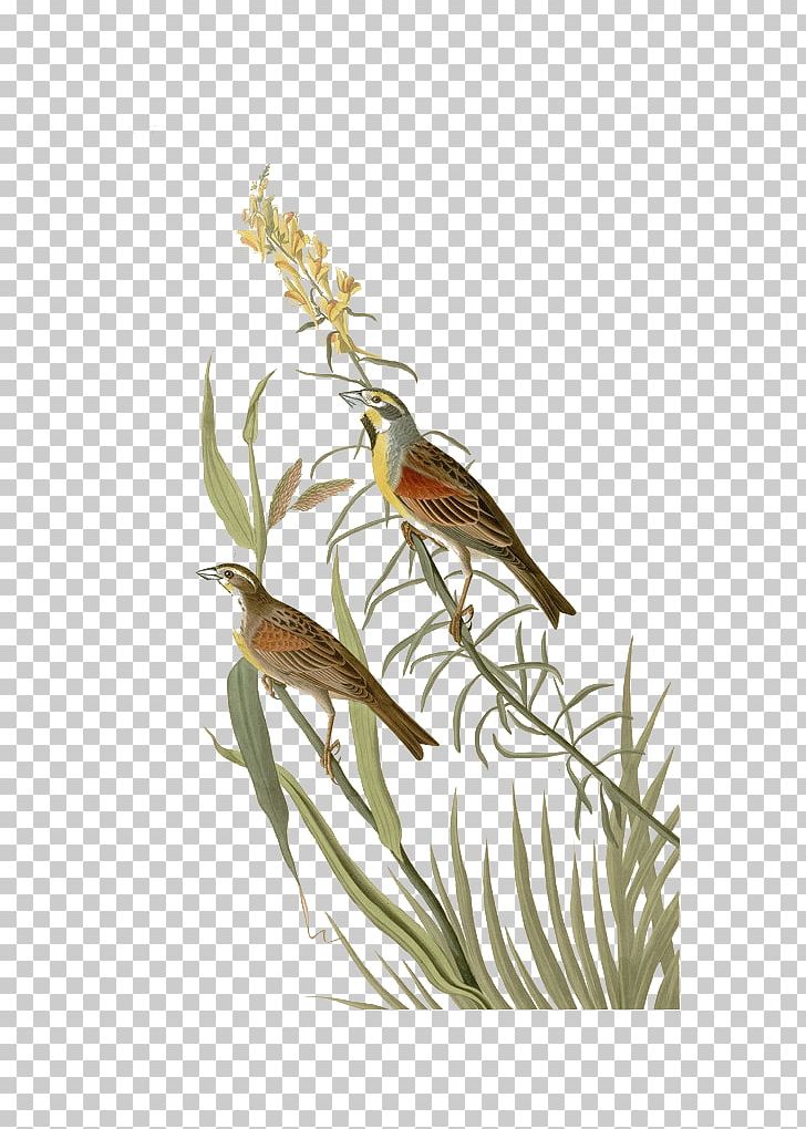 The Birds Of America Painting National Audubon Society Illustration PNG, Clipart, Artist, Beak, Bird, Branch, Chinese Painting Free PNG Download