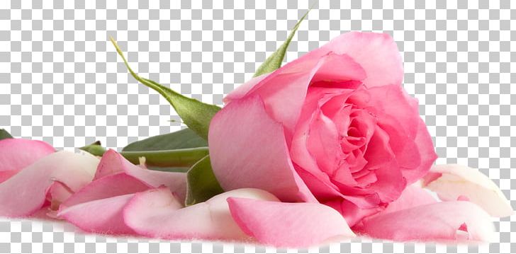 Beach Rose Flower Pink Petal Rainbow Rose PNG, Clipart, Blue, Blue Rose, Closeup, Color, Creative Free PNG Download