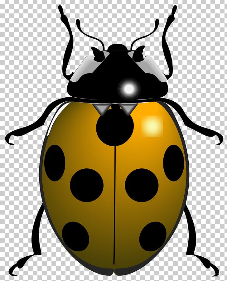 Ladybird Beetle Scolopendra Gigantea PNG, Clipart, Animal, Animals, Arthropod, Beetle, Beetles And Other Insects Free PNG Download