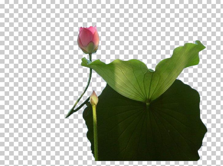 Nelumbo Nucifera U611bu84eeu8aaa Flower Floral Design PNG, Clipart, Chinese Style, Encapsulated Postscript, Flower, Flower Arranging, Flowers Free PNG Download