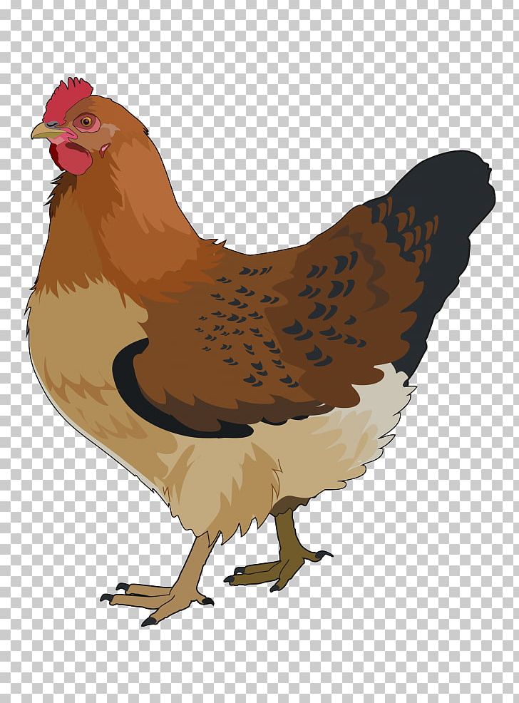 Rooster Chicken Bird Portable Network Graphics PNG, Clipart, Animals, Beak, Bird, Chicken, Comb Free PNG Download