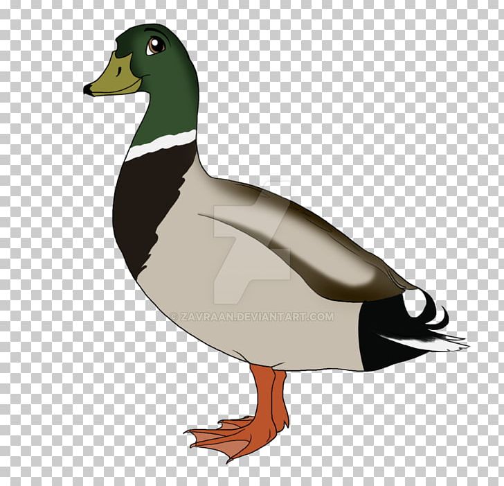 Mallard Goose Duck Fowl Beak PNG, Clipart, Animals, Beak, Bird, Duck, Ducks Geese And Swans Free PNG Download