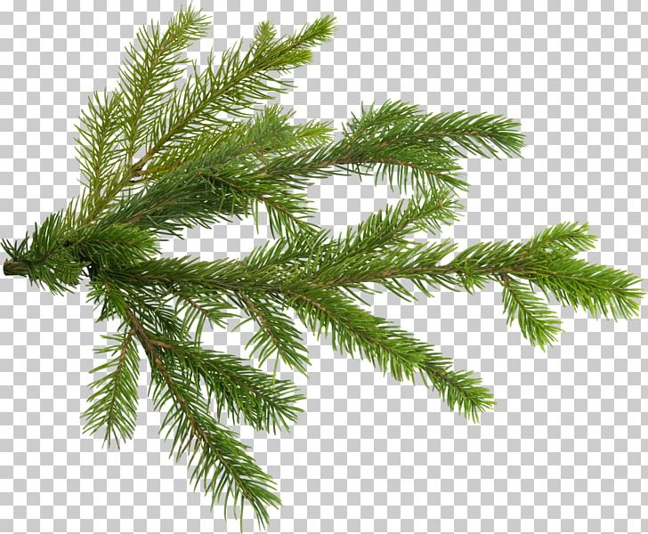 Pine Tree Branch Fir PNG, Clipart, Branch, Christmas Ornament, Christmas Tree, Conifer Cone, Conifers Free PNG Download