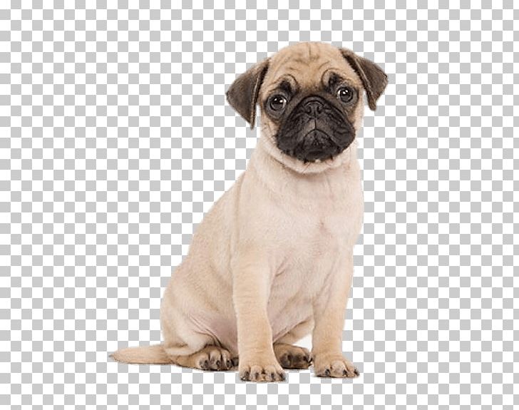 Pug Puppy Kitten Cat Cupcake PNG, Clipart, Animals, Breed, Carnivoran, Cat, Companion Dog Free PNG Download