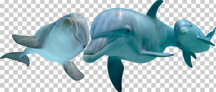 Common Bottlenose Dolphin Mundomar Marine Mammal PNG, Clipart, Alicante, Animal Figure, Benidorm, Bottlenose Dolphin, Child Free PNG Download