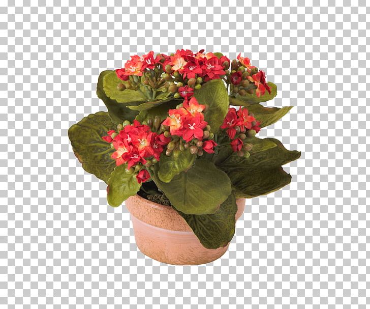 Widow's-thrill Flower Primrose Ornamental Plant Houseplant PNG, Clipart,  Free PNG Download