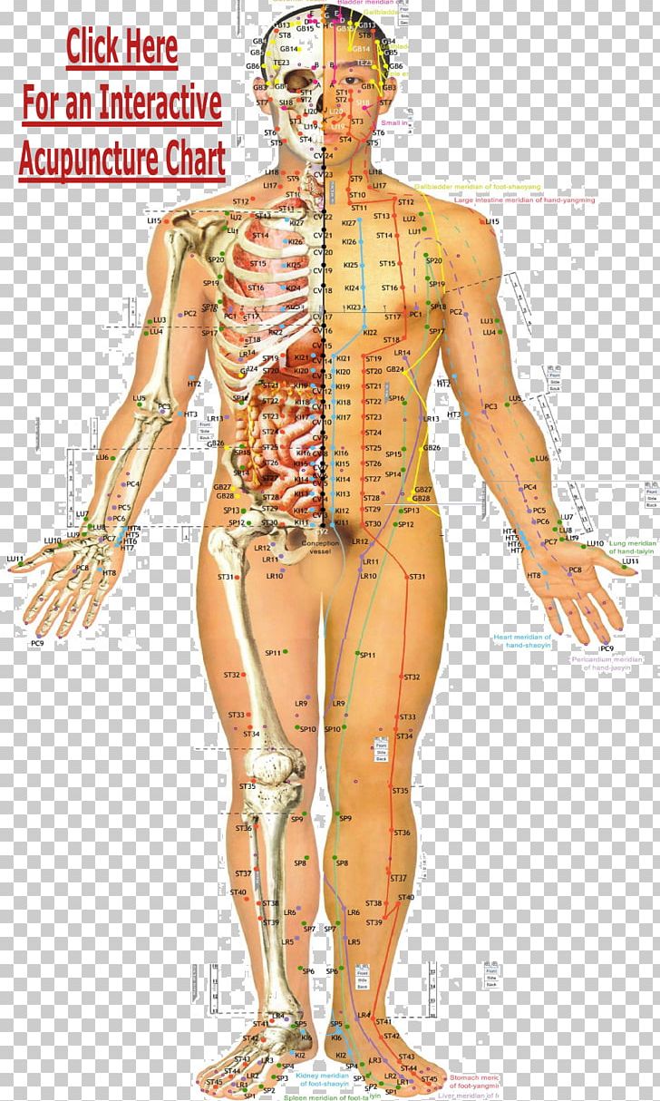 Acupuncture Traditional Chinese Medicine Acupressure Meridian Akupunktiopiste PNG, Clipart, Abdomen, Akupunktiopiste, Arm, Cartoon, Disease Free PNG Download