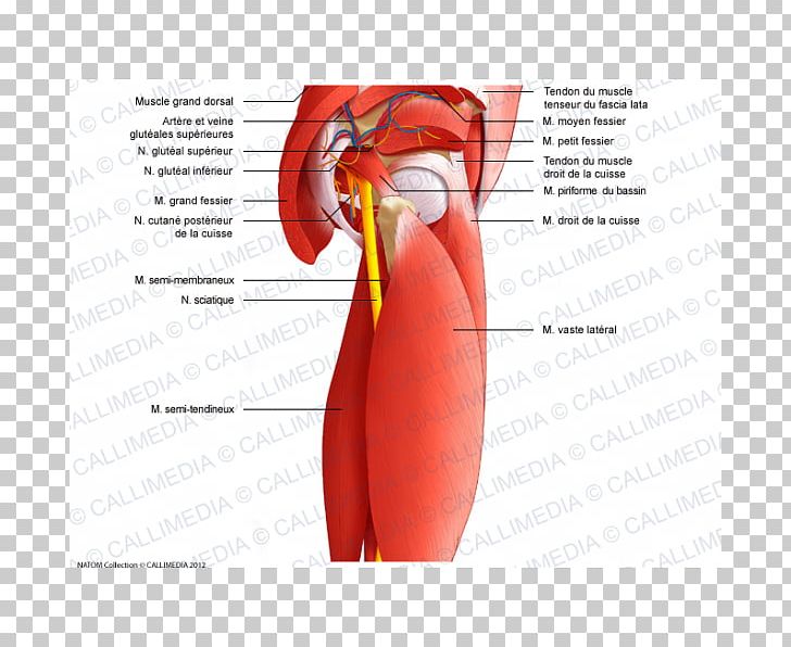 Muscles Of The Hip Shoulder Anatomy PNG, Clipart, Anatomy, Arm, Beak, Diagram, Hip Free PNG Download