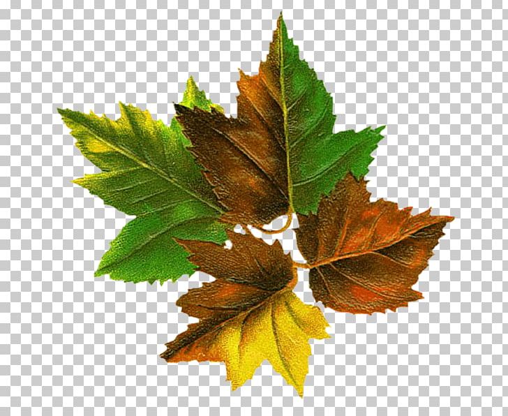 Tree Autumn Leaf Color Autumn Leaf Color Root PNG, Clipart, Autumn, Autumn Leaf Color, Branch, Color, Feuille Morte Free PNG Download