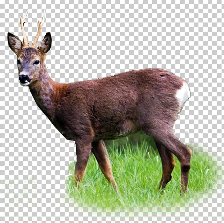 White-tailed Deer Roe Deer Red Deer Elk PNG, Clipart, Animal, Animals, Antler, Deer, Elk Free PNG Download