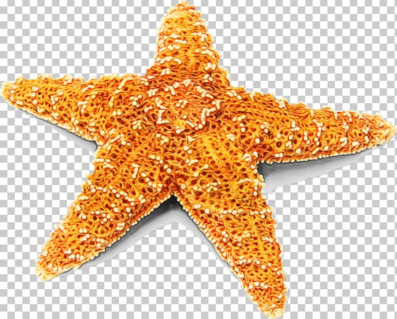 Starfish PNG, Clipart, Paint, Starfish, Watercolor, Wet Ink Free PNG Download