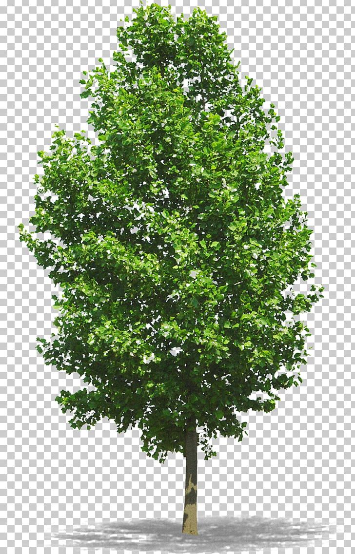 Tree PNG, Clipart, Branch, Clip Art, Computer Icons, Desktop Wallpaper, Drawing Free PNG Download