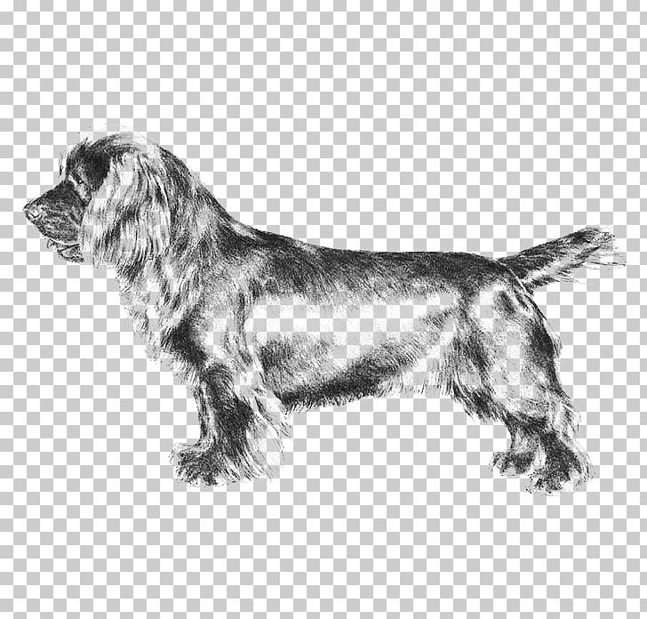 Field Spaniel Sussex Spaniel Welsh Springer Spaniel English Springer Spaniel Russian Spaniel PNG, Clipart, American Kennel Club, Black And White, Breed, Breed Standard, Carnivoran Free PNG Download