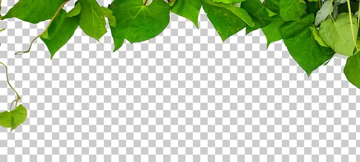 Green PNG, Clipart, Background Green, Branch, Computer Wallpaper, Download, Fall Leaves Free PNG Download