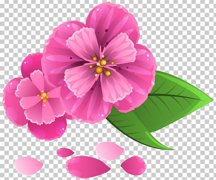 Pink Flowers Petal PNG, Clipart, Annual Plant, Blossom, Cherry Blossom, Clip Art, Color Free PNG Download