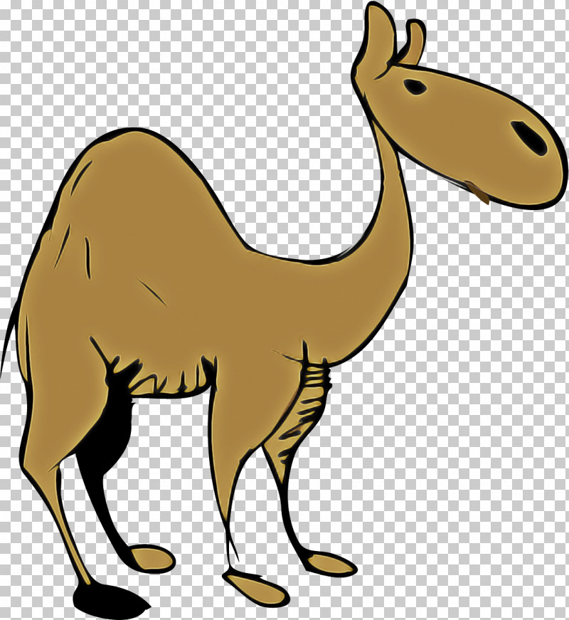 Llama Cartoon PNG, Clipart, Alpaca, Camels, Cartoon, Desert, Drawing Free PNG Download