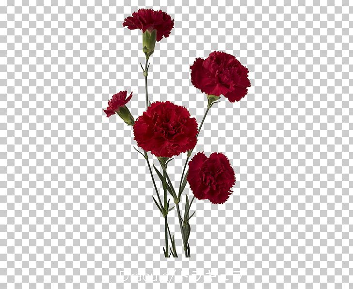 Carnation Red Cut Flowers Count Dracula PNG, Clipart, Annual Plant, Artificial Flower, Carnation, Carnations, Color Free PNG Download
