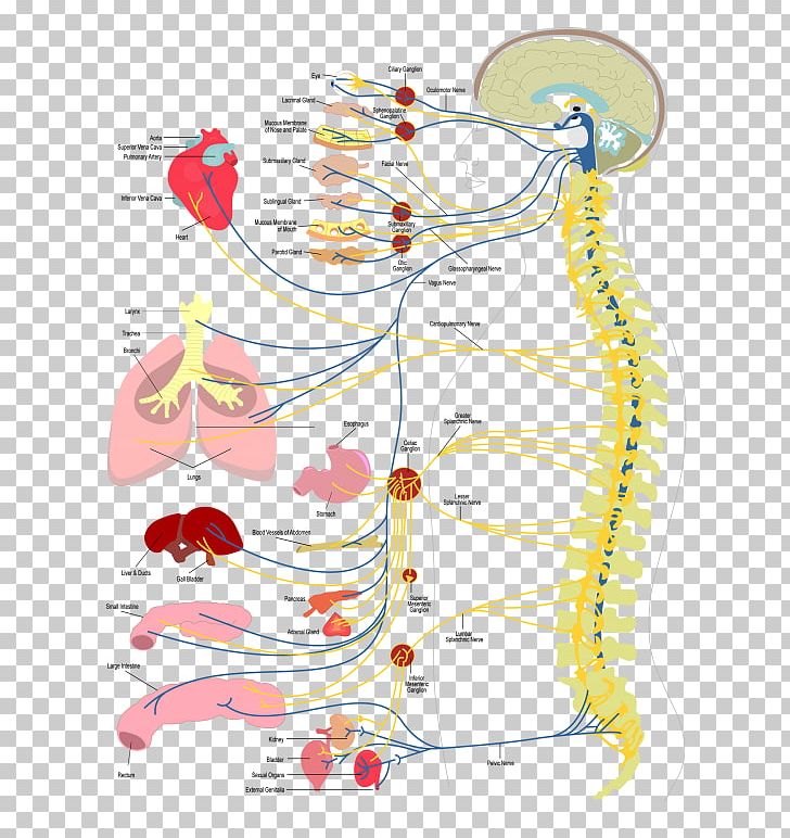 Launch Chiropractic Evolve Chiropractic Health Chiropractor PNG, Clipart, Angle, Area, Art, Chiropractic, Chiropractor Free PNG Download
