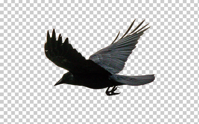 Bird Raven Wing Crow Raven PNG, Clipart, Beak, Bird, Crow, Crowlike Bird, Perching Bird Free PNG Download