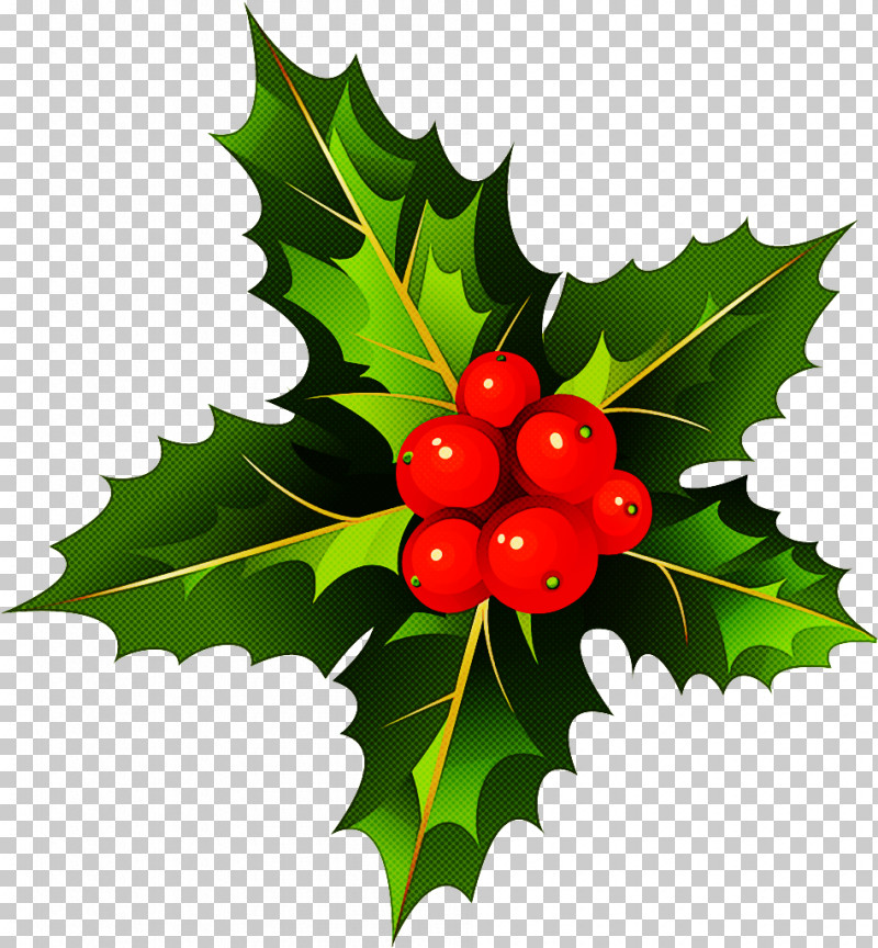 Holly PNG, Clipart, American Holly, Berry, Branch, Chinese Hawthorn, Currant Free PNG Download