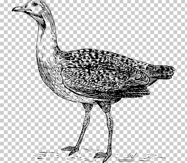 Bustard Drawing PNG, Clipart, Animals, Beak, Bird, Black And White, Bustard Free PNG Download