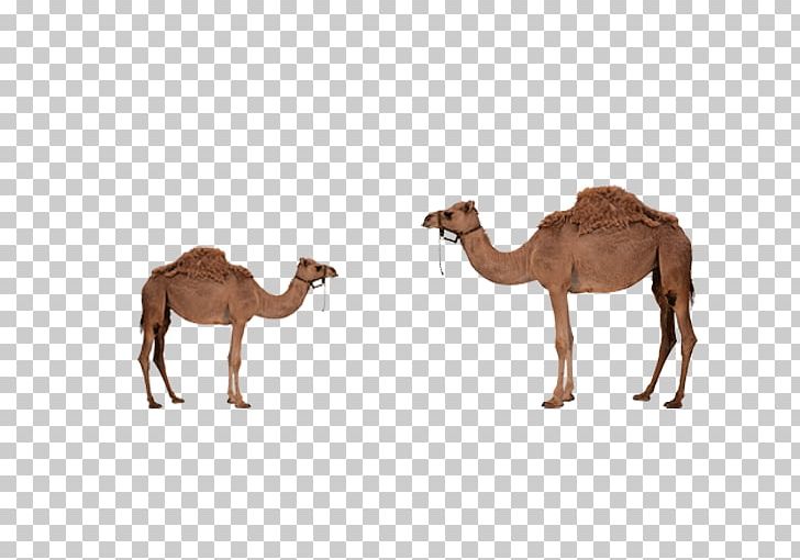 Dromedary Bactrian Camel PNG, Clipart, Animal, Animals, Arabian Camel, Bactria, Camel Free PNG Download