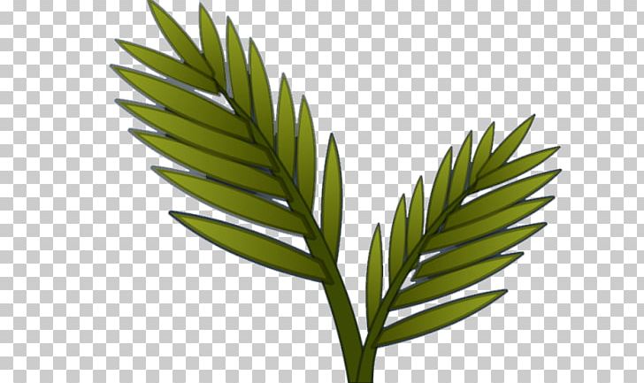 Arecaceae Herbalism Grasses Plant Stem PNG, Clipart, Arecaceae, Arecales, Family, Grass, Grasses Free PNG Download