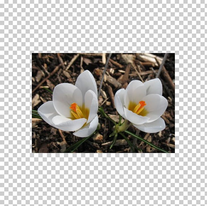 Crocus PNG, Clipart, Crocus, Flower, Flowering Plant, Jara, Krokus Free PNG Download