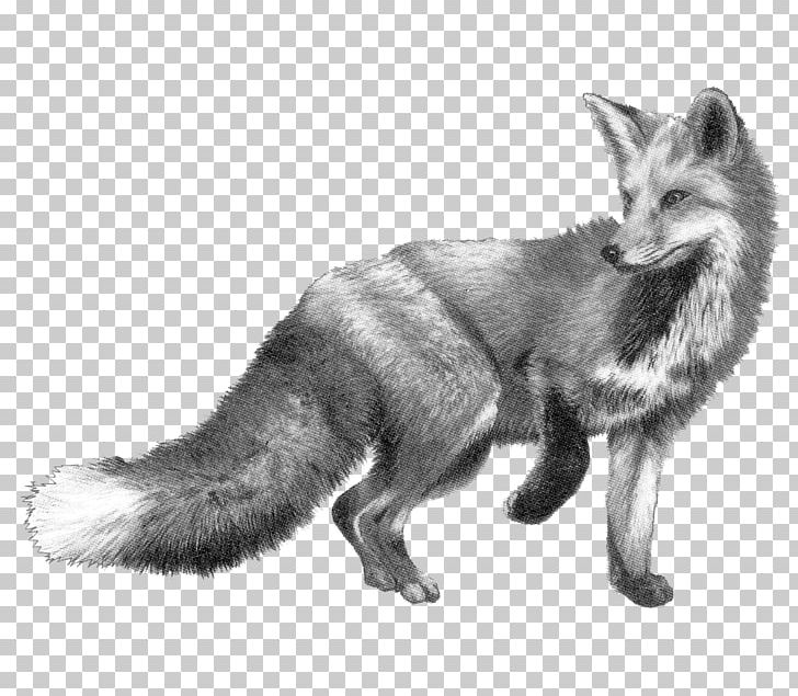 Drawing The Fox & Hounds Pencil Sketch PNG, Clipart, Amp, Art, Bar, Black And White, Carnivoran Free PNG Download