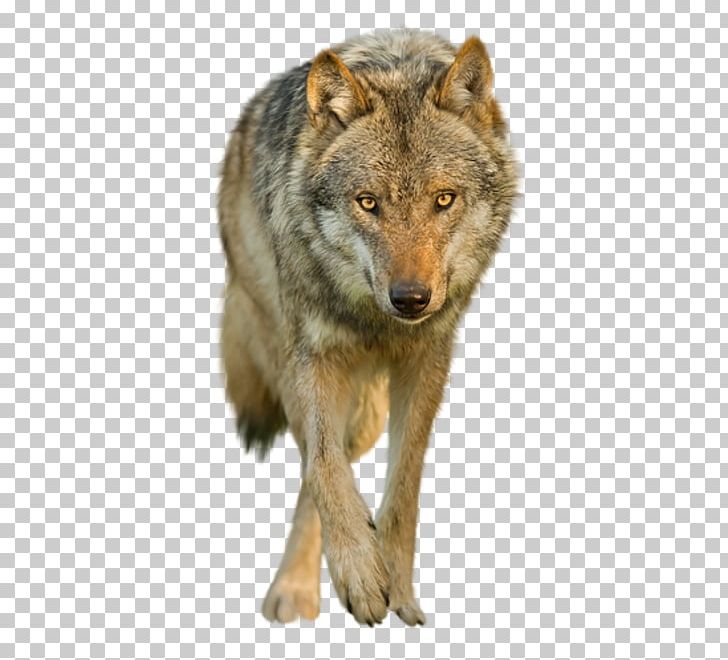 Coyote Saarloos Wolfdog PNG, Clipart, Arctic Wolf, Background, Black Wolf, Canis Lupus Tundrarum, Carnivoran Free PNG Download