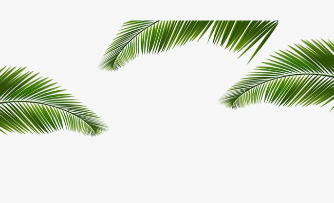 Green Coconut Leaves Border Texture PNG, Clipart, Backgrounds, Border, Border Clipart, Border Texture, Coconut Free PNG Download