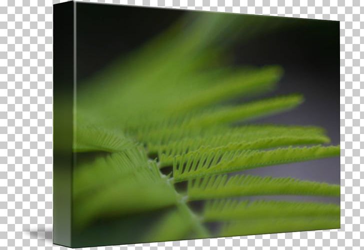 Leaf Close-up PNG, Clipart, Closeup, Fern Frame, Grass, Leaf, Plant Free PNG Download