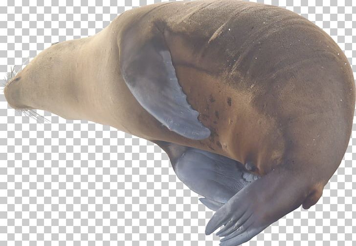 Sea Lion Walrus Marine Mammal Texture Mapping Pinniped PNG, Clipart, 3d Computer Graphics, Animal, Animals, Aquatic Animal, Australian Sea Lion Free PNG Download