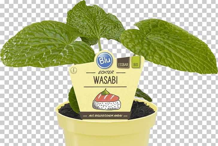 Wasabi Herb Sushi Taste Vegetable PNG, Clipart, Avocado, Flavor, Food Drinks, Health, Herb Free PNG Download