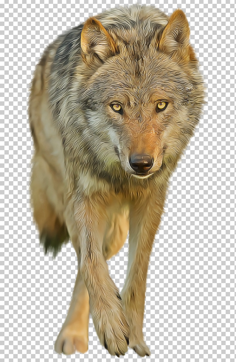 Wildlife Wolf Coyote Red Wolf Fur PNG, Clipart, Coyote, Fur, Head, Red Wolf, Snout Free PNG Download