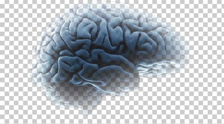 Agy Brain Mind Neuroscience Speech PNG, Clipart, Agy, Artificial Neural Network, Behavior, Brain, Cerebro Free PNG Download