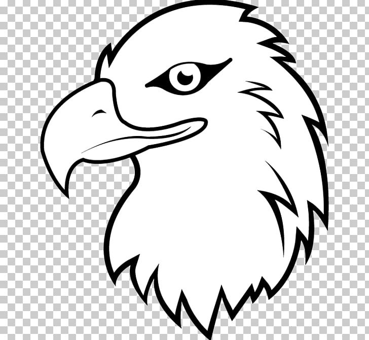 Bald Eagle White-tailed Eagle Cartoon PNG, Clipart, Animals, Art, Artwork, Bea, Bird Free PNG Download